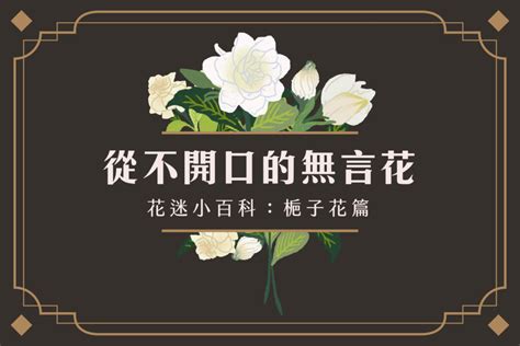 梔子花顏色|【花迷小百科】從不開口的無言花—梔子花 – 伊日誌